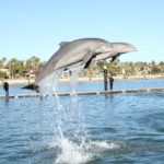 Dolphin Discovery Los Cabos