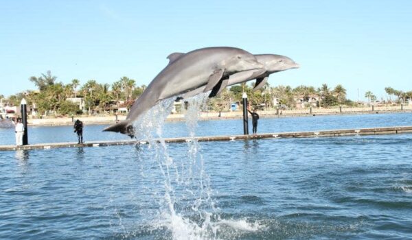 Dolphin Discovery Los Cabos