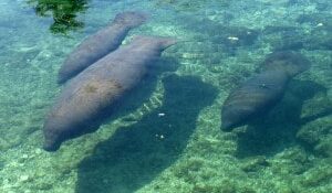 Manatee Family