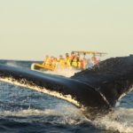 Whale watching with Dolphin Discovery