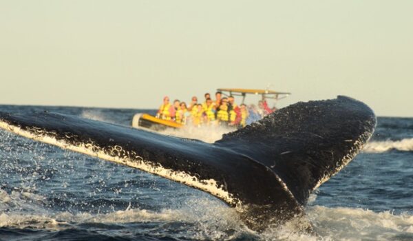 Whale watching with Dolphin Discovery