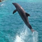 Dolphin Jump