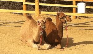 Camels