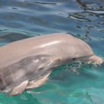 Mama Frida with her newborn baby dolphin