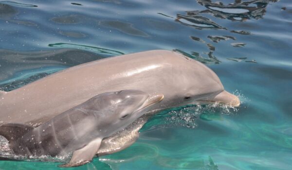 Mama Frida with her newborn baby dolphin