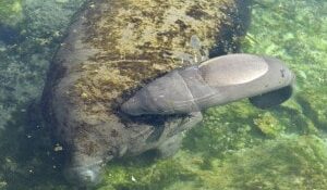 manatee newborn