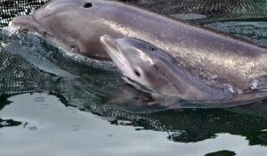 Newborn dolphin