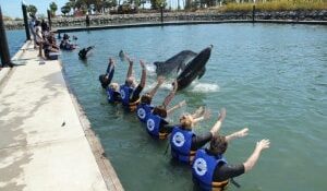 Dolphin Discovery Los Cabos