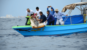 dolphin release