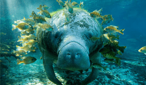 manatee conservation