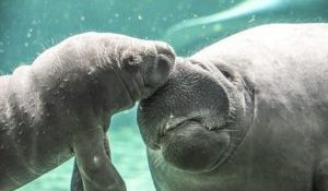 newborn manatee