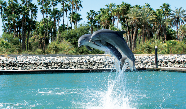 Dolphin Discovery Los Cabos