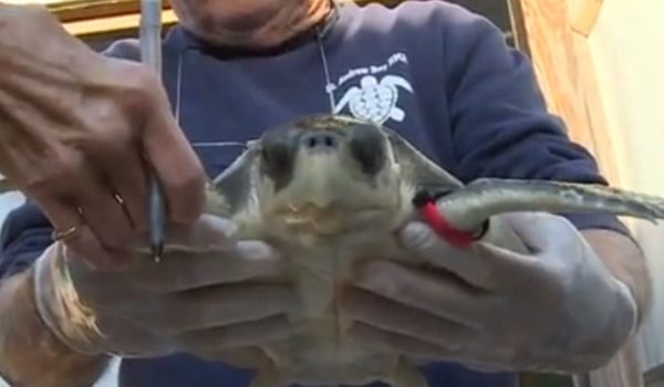 28 turtles rescue