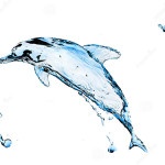 dolphin world water day