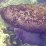 baby manatee