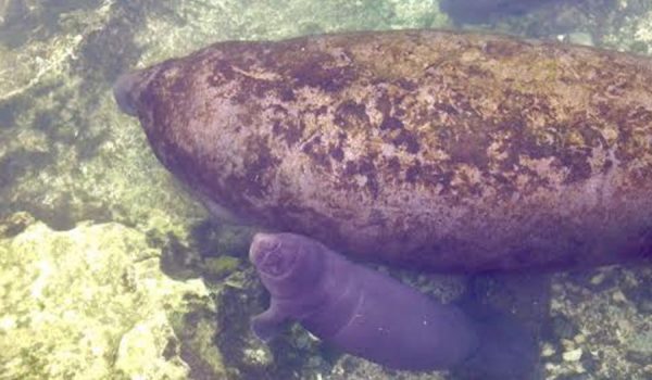 baby manatee