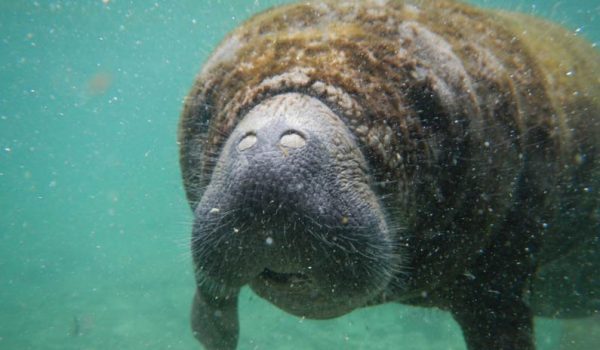 Manatee swimming