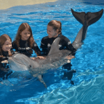 Dolphin encounter