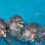 Learn About Dolphin