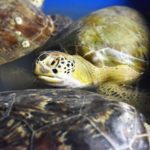 Sea turtles