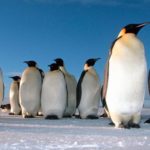 penguin day