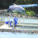 Dolphin Cove Osho Rios