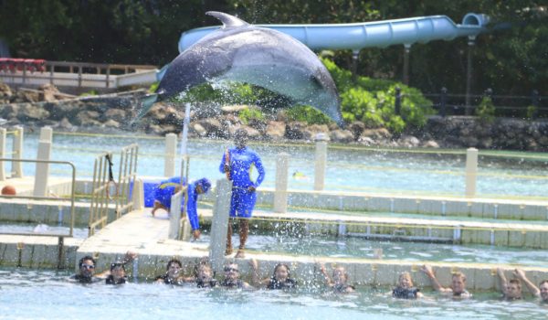 Dolphin Cove Osho Rios