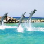 Dolphin Cove