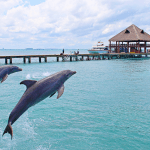 Dolphin Discovery Isla Mujeres