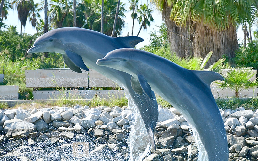 Swim With Dolphins - Visit Los Cabos - Excursions in Cabo San