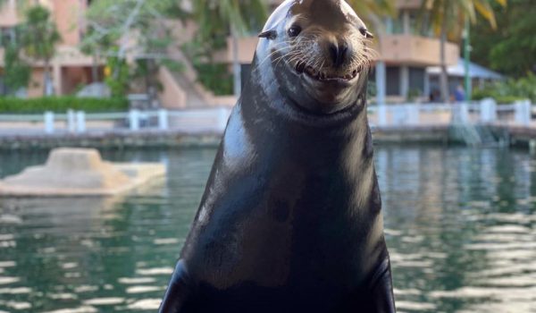 Facts about the sea lions