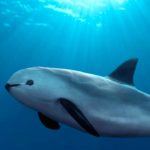 facts about vaquita