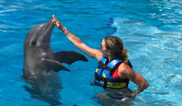 How much does it cost to swim with dolphins in Riviera Maya?