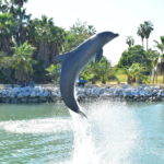 how-much-does-a-trip-to-los-cabos-costs