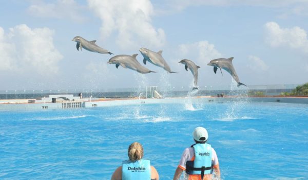 where-can-I-swim-with-dolphins-in-tulum