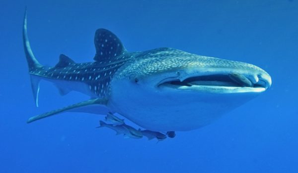 whale-shark-day-tour