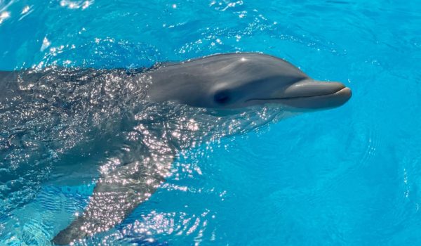 Swim with Dolphins in Cancun prices by Dolphin Discovery