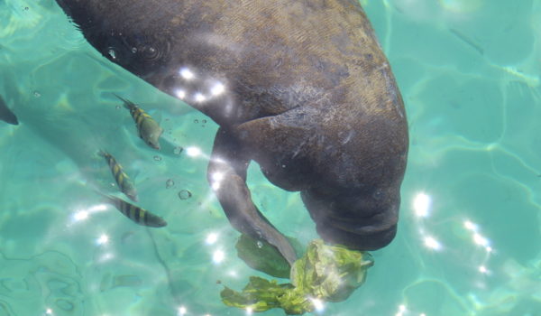 Baby Manatees eating letuce