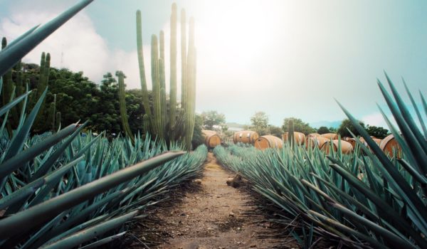 Tequila Tour in Cozumel maguey path