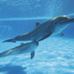 dolphin mom and her baby dolphin swimming under the water