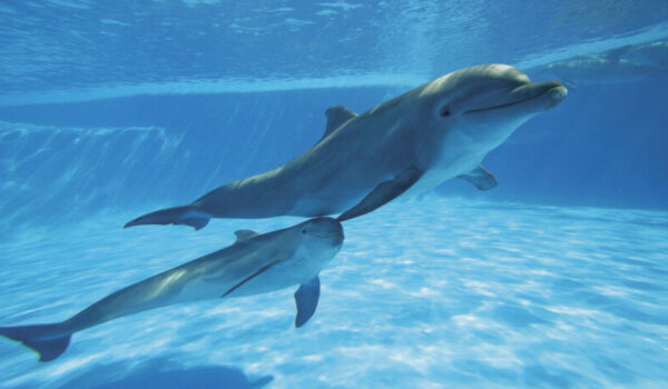 dolphin mom and her baby dolphin swimming under the water