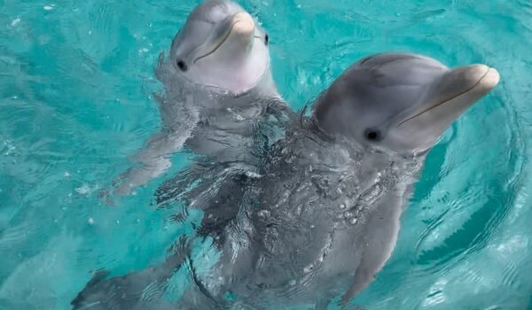 dolphins swimming in Cozumel