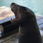 sea-lions