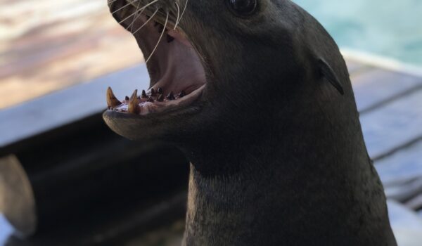 sea-lions