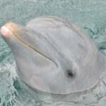 anatomy-of-the-dolphins