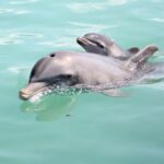 pregnancy-of-the-dolphins