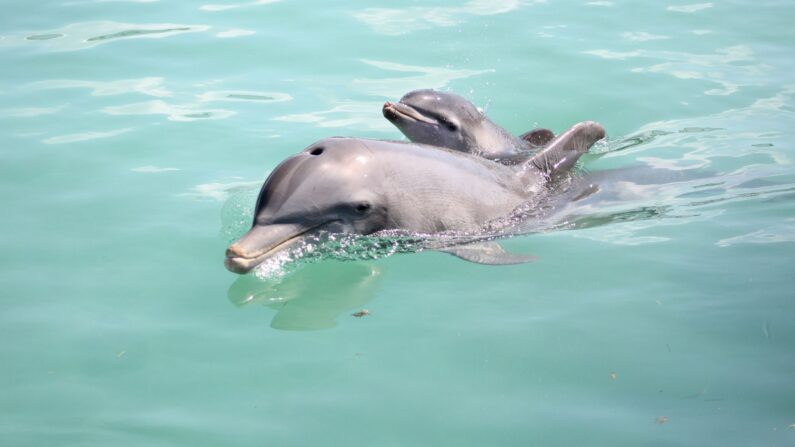 pregnancy-of-the-dolphins