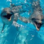swim with Dolphins in Quintana Roo