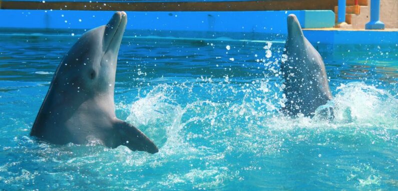 prices for swimming with dolphins in nuevo vallarta