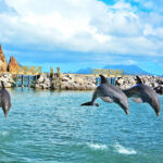 shore excursions in saint kitts for caribbean cruises